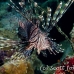 lionfish_common_nus_h_0705_png1726.jpg